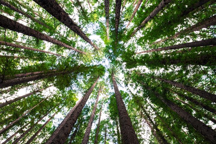 Obavijest o Javnom uvidu u Programa gospodarenja šumama šumovlasnika za gospodarsku jedinicu „PAŠKE ŠUME“ 