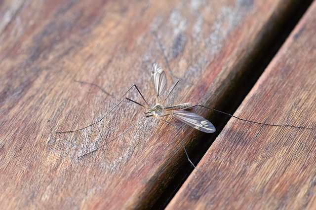 Obavijest o suzbijanju odraslih oblika komaraca (adulticidne dezinsekcije) 