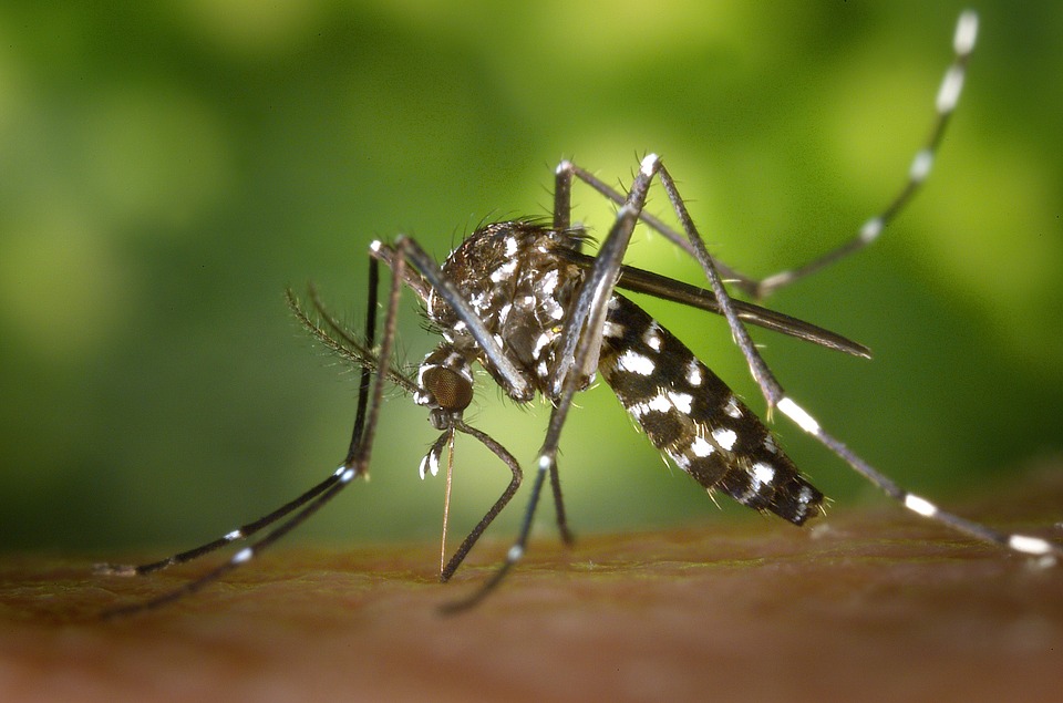 OBAVIJEST o suzbijanju odraslih oblika komaraca