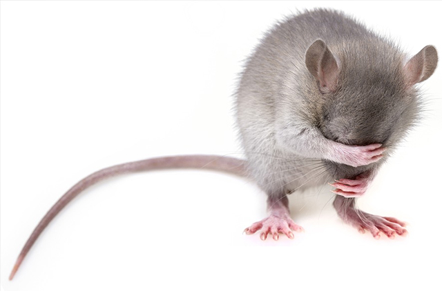 Obavijest o provođenju mjera deratizacije (trovanju štakora)  